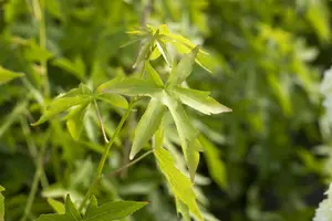 Liquidambar styraciflua 'Worplesdon' - 175-200 CM C5 WHIP - image 4