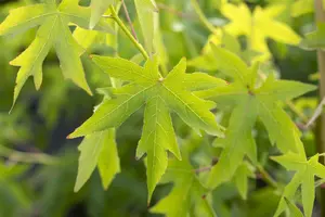 Liquidambar styraciflua 'Worplesdon' - 200-250 CM C5 WHIP - image 2
