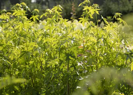 Liquidambar styraciflua 'Worplesdon' - STDS 18-20 CM RB - image 5