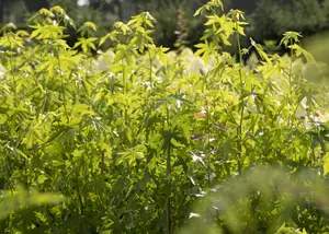 Liquidambar styraciflua 'Worplesdon' - STEM 240 CM, GIRTH 20-25 CM ROOF TRAINED CONT - image 5