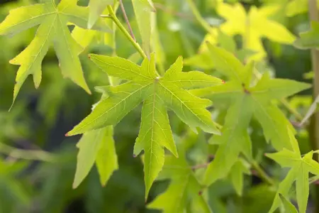 LIQUIDAMBAR WORPLESDON 12L - image 2