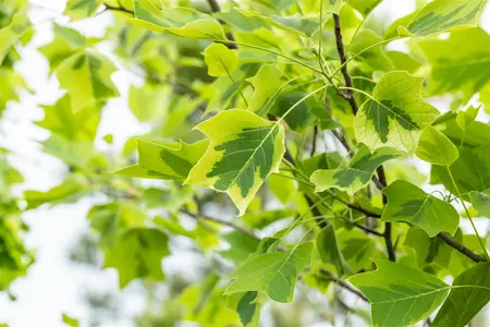 Liriodendron tulip. 'Aureomarginat.' - 175-200 CM C7.5 - image 4