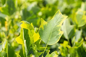Liriodendron tulip. 'Aureomarginat.' - STDS 14-16 CM RB - image 3