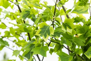 Liriodendron tulip. 'Aureomarginat.' - 60-80 CM C4 WHIP - image 5