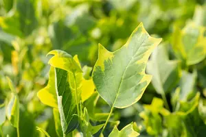 Liriodendron tulip. 'Aureomarginat.' - 100-125 CM C2 WHIP - image 3