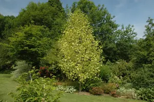 Liriodendron tulip. 'Aureomarginat.'