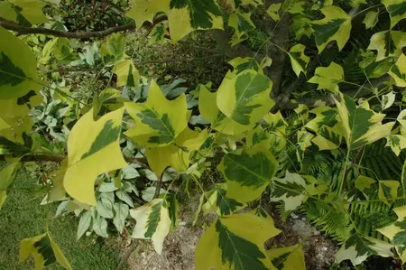 Liriodendron tulip. 'Aureomarginat.' - STD 20-25 CM RB - image 2