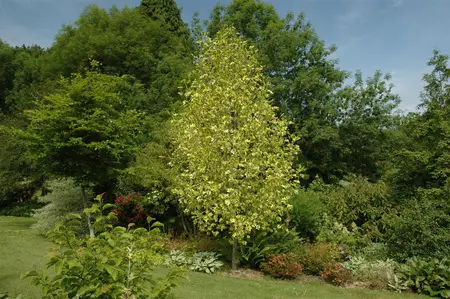 Liriodendron tulip. 'Aureomarginat.' - P9 - image 1