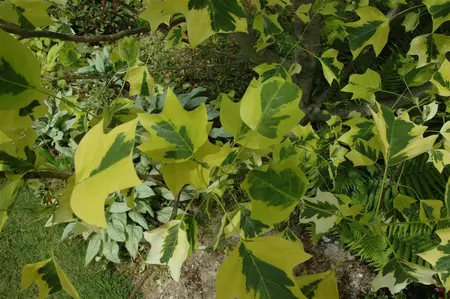 Liriodendron tulip. 'Aureomarginat.' - 200-250 CM C10 WHIP - image 2