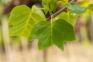 Liriodendron tulip. 'Edward Gursztyn' - STEM 200 CM, GIRTH 10-12 CM C25 - image 2