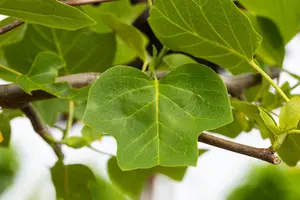 Liriodendron tulip. 'Edward Gursztyn' - STEM 200 CM, GIRTH 10-12 CM C25 - image 3