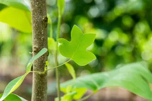 Liriodendron tulip. 'Edward Gursztyn' - STEM 200 CM, GIRTH 10-12 CM C25 - image 3