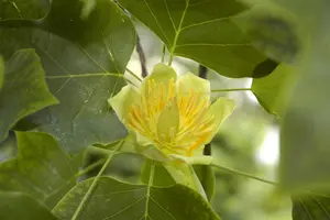 Liriodendron tulip. 'Fastigiatum'