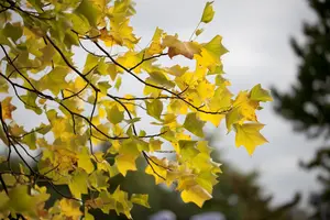 Liriodendron tulipifera - 1.5 Ltr pot - image 4