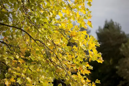 Liriodendron tulipifera - 175-200 CM C5 - image 3