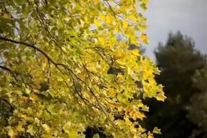 Liriodendron tulipifera - 175-200 CM C5 - image 3