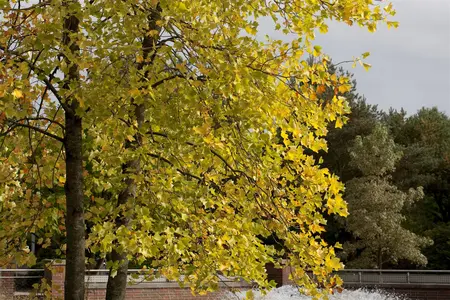 Liriodendron tulipifera - 1/0 30-50 CM - image 2