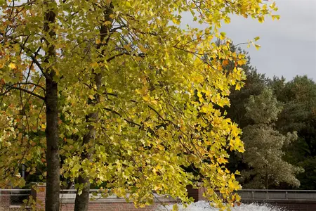 Liriodendron tulipifera - 80-100 CM P11 WHIP - image 1