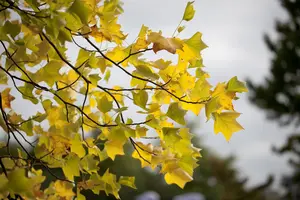 Liriodendron tulipifera - 200-250 CM C5 WHIP - image 3