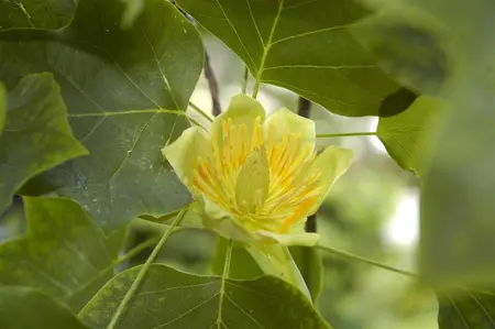 Liriodendron tulipifera - STDS 16-18 CM RB - image 5