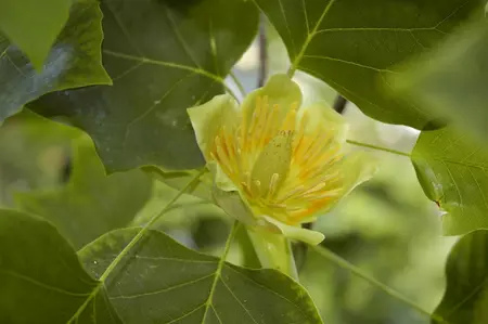 Liriodendron tulipifera - 200-250 CM C5 WHIP - image 5