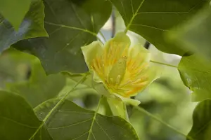 Liriodendron tulipifera - 200-250 CM C5 WHIP - image 5