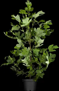 Liriodendron tulipifera - 175-200 CM RB - image 1