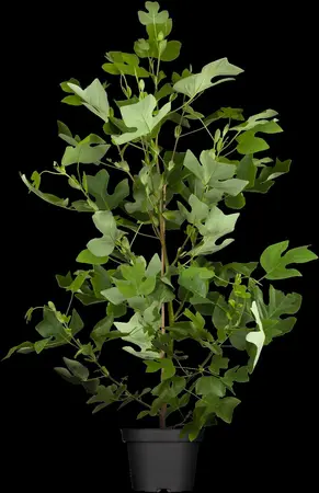 Liriodendron tulipifera - MULTISTEM 200-250 CM RB - image 1