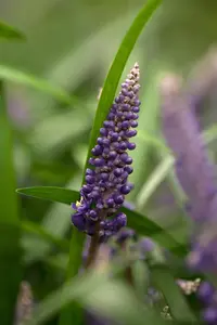 Liriope musc. 'Ingwersen'