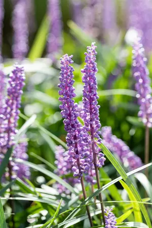 Liriope muscari 'Big Blue' - 2.5 Ltr pot - image 2
