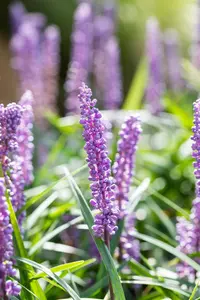 Liriope muscari 'Big Blue' - 2.5 Ltr pot - image 4