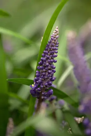 Liriope muscari 'Big Blue' - 10 Ltr pot - image 1