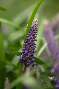 Liriope muscari 'Big Blue' - 10 Ltr pot - image 5
