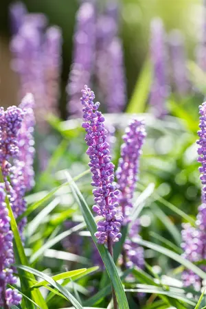 Liriope muscari 'Big Blue' - 10 Ltr pot - image 4