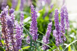 Liriope muscari 'Big Blue' - 2.5 Ltr pot - image 3