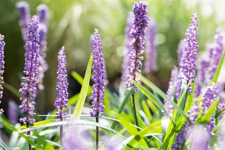 Liriope muscari 'Big Blue' - P10.5 - image 5