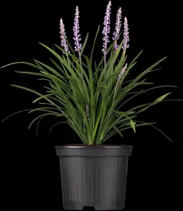Liriope muscari 'Lilac Wonder'