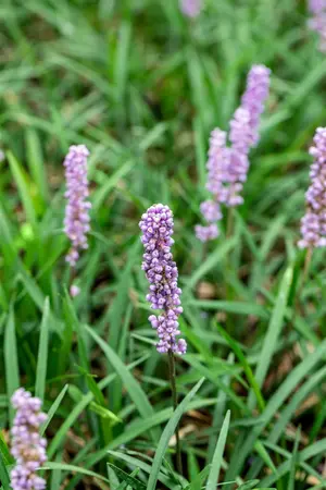 Liriope muscari 'Moneymaker' - C1 - image 3