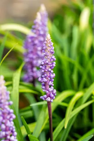 Liriope muscari 'Moneymaker' - P10.5 - image 5