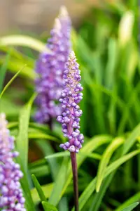 Liriope muscari 'Moneymaker' - P10.5 - image 5