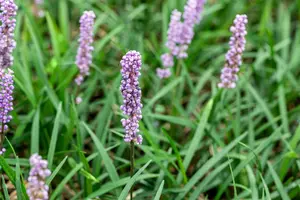Liriope muscari 'Moneymaker' - 1.5 Ltr pot - image 2
