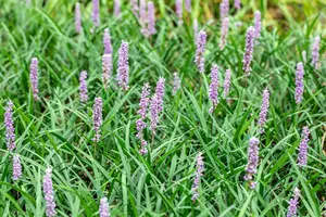 Liriope muscari 'Moneymaker' - 1.5 Ltr pot - image 4