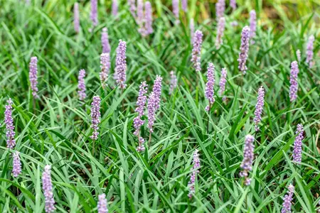 Liriope muscari 'Moneymaker' - 2.5 Ltr pot - image 4