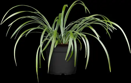 Liriope muscari 'Moneymaker' - 1.5 Ltr pot - image 1