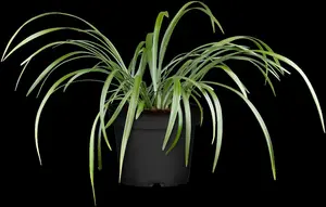 Liriope muscari 'Moneymaker' - P10.5 - image 1