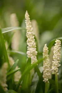 Liriope muscari 'Monroe White'