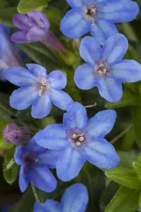 Lithodora diff. 'Heavenly Blue' - P11 - image 2