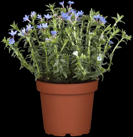 Lithodora diff. 'Heavenly Blue' - P11 - image 4