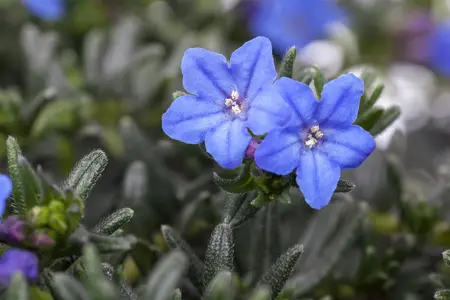 Lithodora diff. 'Heavenly Blue' - P11 - image 1