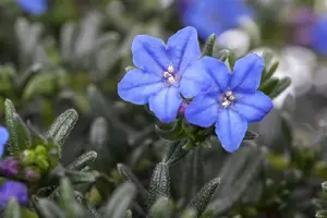 Lithodora diff. 'Heavenly Blue'